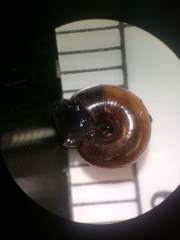 Zonitoides nitidus