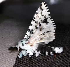 Kamalia australis