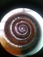 Zonitoides nitidus