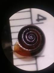 Zonitoides nitidus