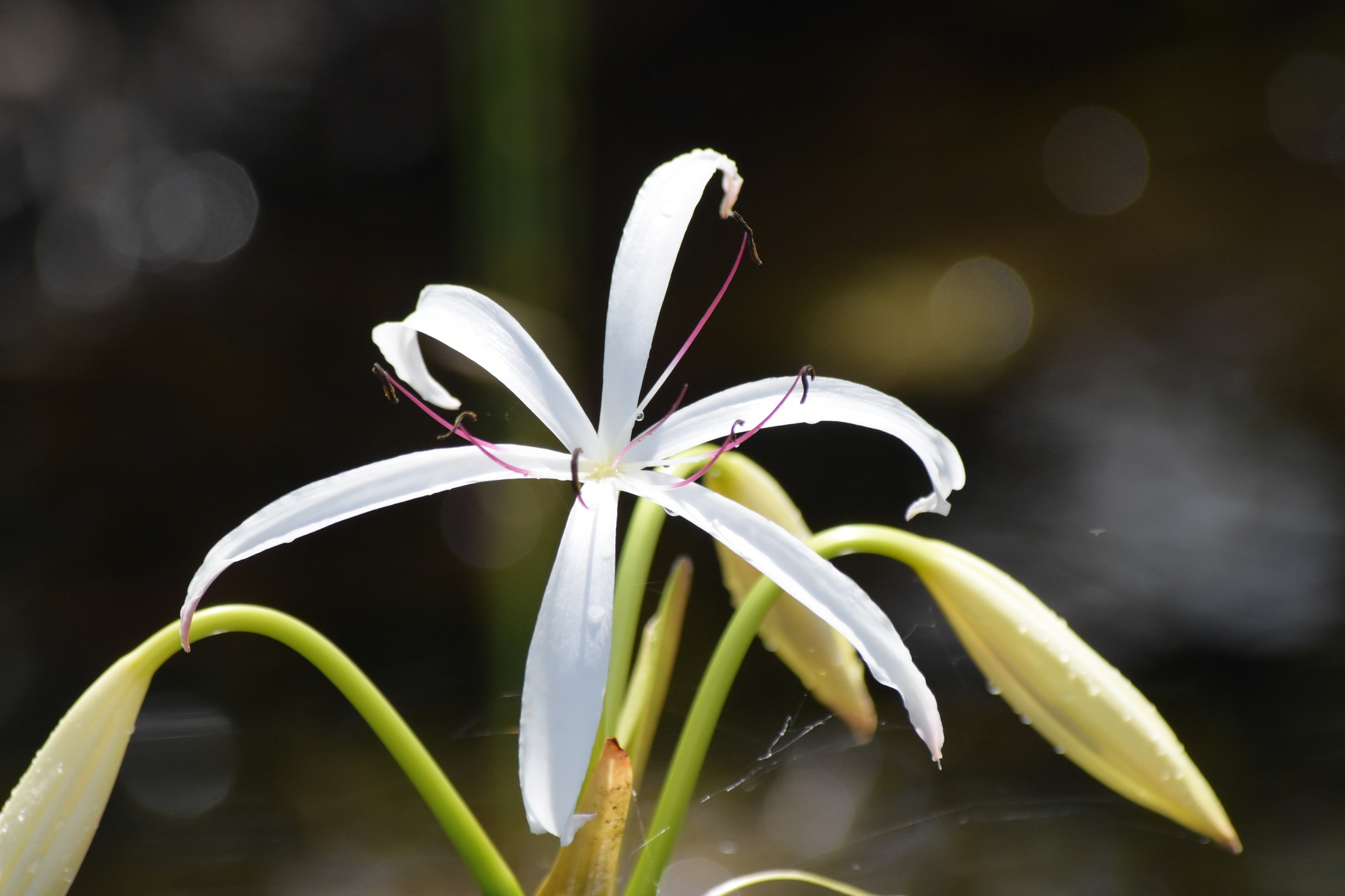 Lirios de Pantano (género Crinum) · NaturaLista Colombia