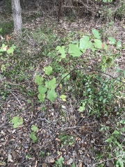Pavonia lasiopetala