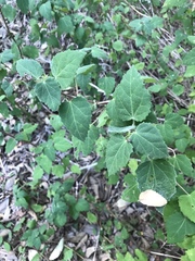 Pavonia lasiopetala