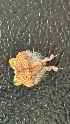Walker's Moth