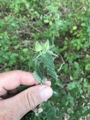 Pavonia lasiopetala