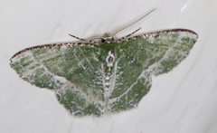 Eucyclodes insperata