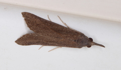 Hypena obacerralis