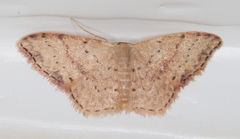 Idaea halmaea