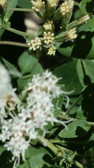 Ageratina wrightii