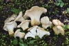 White Chanterelle - Photo (c) Richard Tehan, some rights reserved (CC BY-NC-SA), uploaded by Richard Tehan