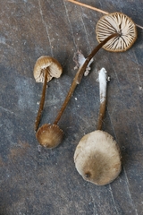 Mycena alcalina