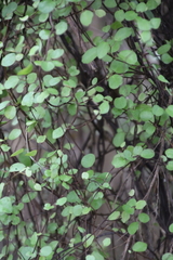 Muehlenbeckia complexa complexa