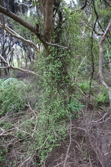 Muehlenbeckia complexa complexa