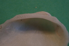 Bivalvia