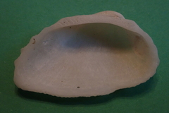 Bivalvia