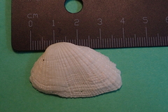 Bivalvia