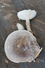 Lactarius mucidus