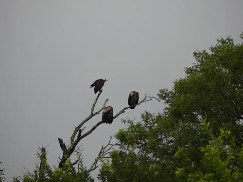 Hooded Vulture
