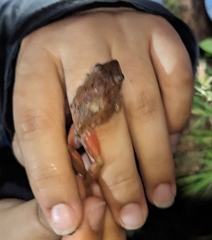 Cajamarca Robber Frog photo 5