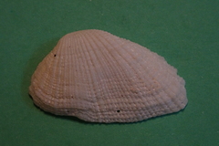 Bivalvia
