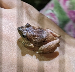 Cajamarca Robber Frog photo 3