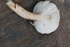Lactarius mucidus