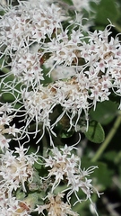Ageratina wrightii