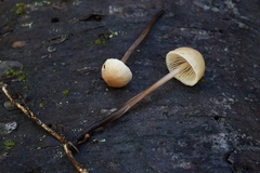 Mycetinis copelandii