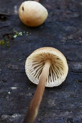 Mycetinis copelandii