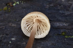 Mycetinis copelandii