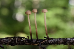 Mycetinis copelandii