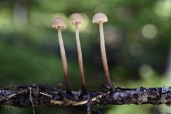 Mycetinis copelandii