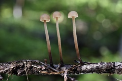 Mycetinis copelandii