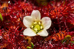 Drosera uniflora