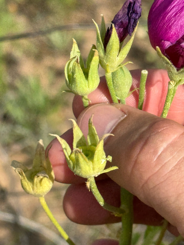 texas poppy-mallow (Callirhoe scabriuscula)