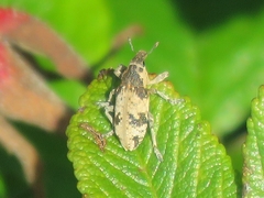 Bothynoderes affinis