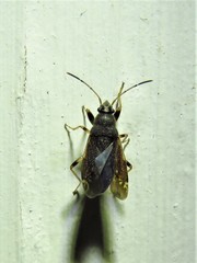 Perigenes similis