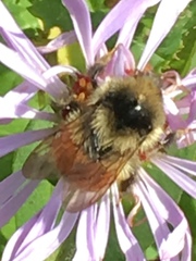 Bombus bifarius