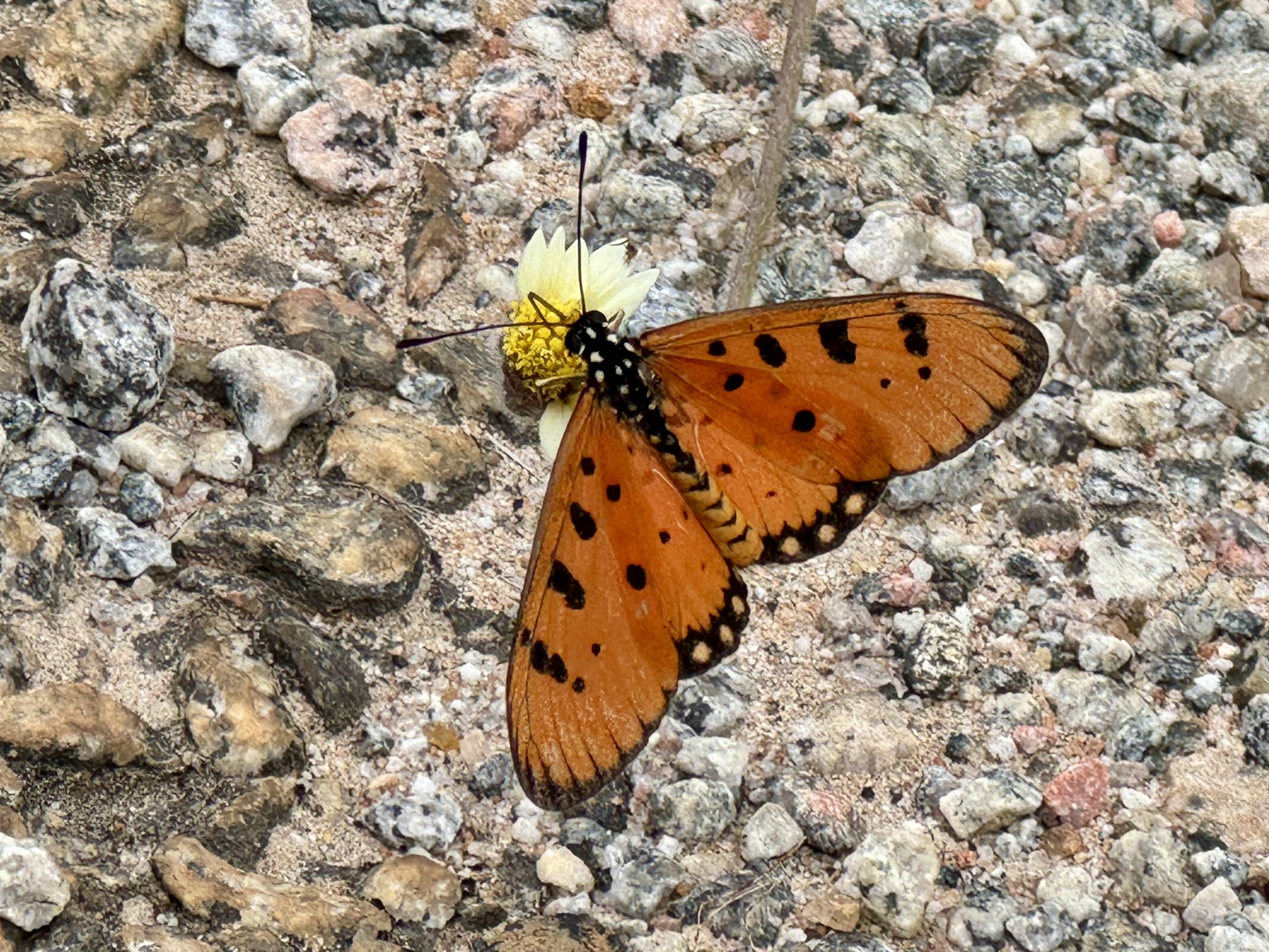 Tawny Coster