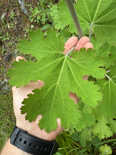 Macleaya cordata