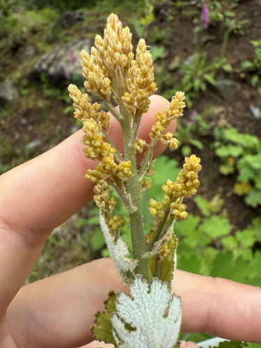 Macleaya cordata