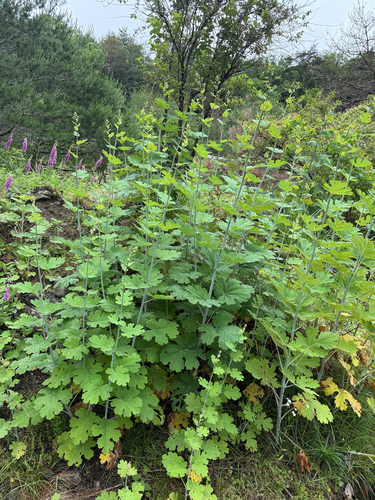 Macleaya cordata