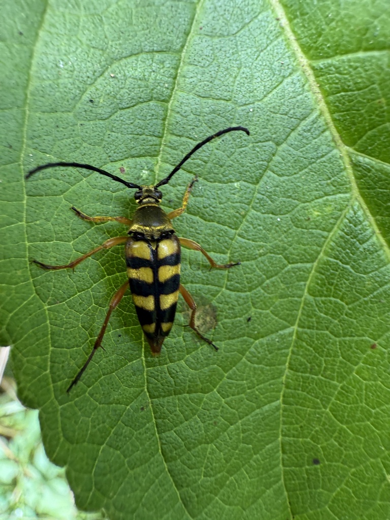 Typocerus velutinus nobilis