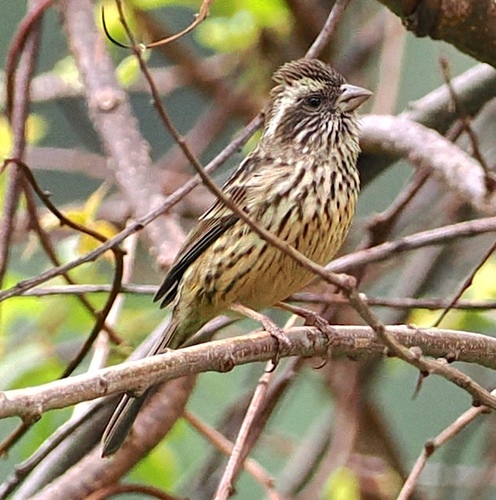 Sharpe's Rosefinch (Carpodacus verreauxii), photo 7