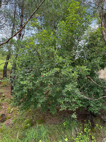 Elaeagnus arakiana iNat (2)