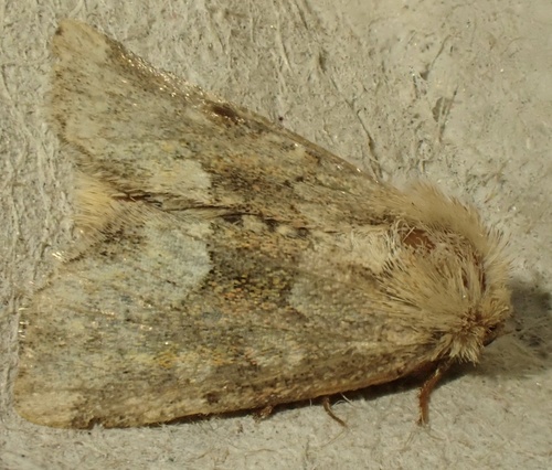 Middle-barred Minor, District14-Noordeloos, Noordeloos, South Holland, NL, photo 10 of 10