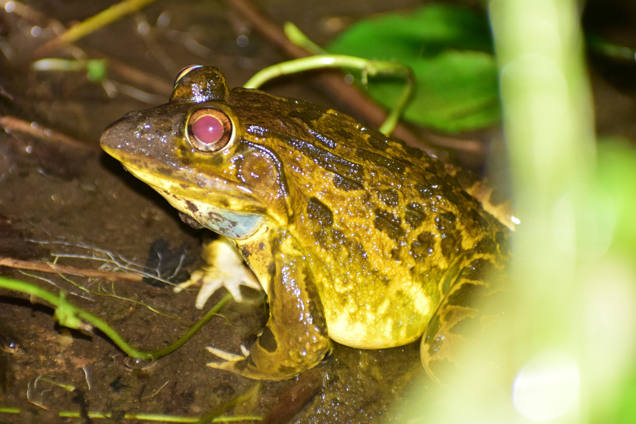 Indian Bull Frog