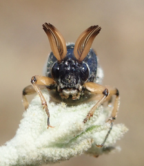 Ripiphorus rex