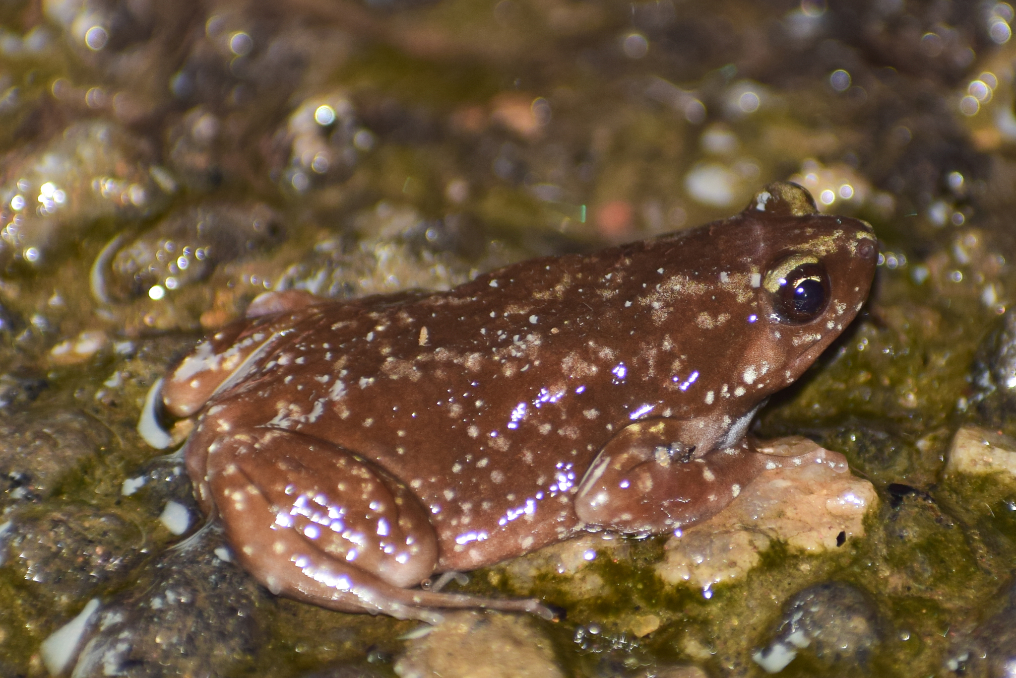 Variegated Balloon Frog