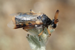Ripiphorus rex